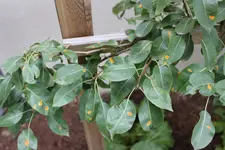 2010_07 Birne_03.webp