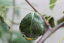 2010_07 Birne_04.webp