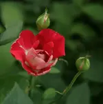 weisnet2.webp