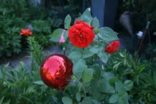 DSC03514.webp