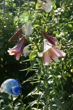 DSC03510.webp