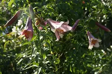 rosaweiß Trompete.webp