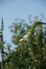 DSC03513.webp
