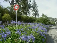 Blumen + Pflanzen alt 318 v.webp