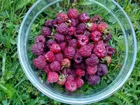 himbeerernte17072010a.webp