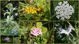 Wildblumen1 (Kopie).webp