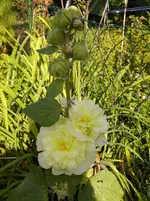 Deko 06-2010 023.webp