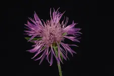 unbekannt2.webp