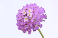 unbekannt3.webp
