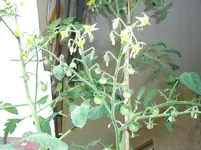 CIMG3315.webp
