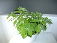 DSCF3480.webp