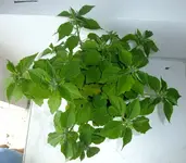 DSCF3481.webp
