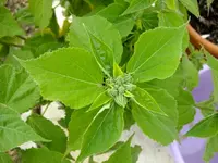 DSCF3451.webp