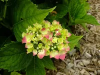 DSCF3455.webp