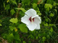 DSCF3471.webp
