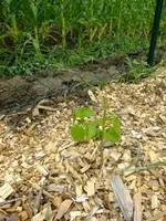 DSCF3475.webp