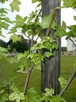 DSCF3476.webp