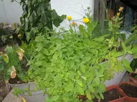 IMG_1456.webp