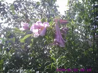 Lilien keine Ahnung.webp