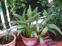 Gartencalla.webp