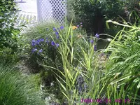 Ballonblume1.webp