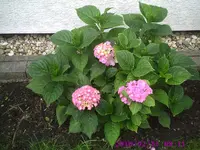 Hortensien.webp