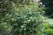 IMG_2153 - Kopie.webp