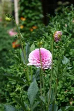 IMG_2154 - Kopie.webp