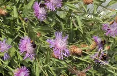 DSC00087 - 2010-07-17 - steinhummeln und erdhummeln an flockenblumen.webp
