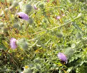 DSC00088 - 2010-07-17 - steinhummel und erdhummel an distel.webp