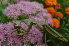 Hummelbild.webp