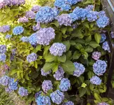 DSC00096 - 2010-07-17 - hortensie.webp
