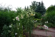 P1010510.webp
