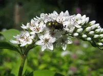 entenschnabelfelberich.webp