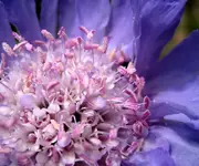 scabiosa.webp