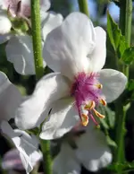 schabenkraut4 .webp