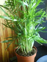 DSC01509.webp