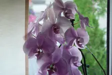 P1010518.webp