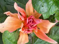 DSCI1064.webp