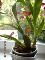 17.07.2010 023.webp