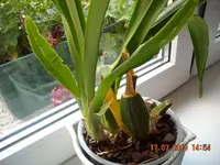 17.07.2010 022.webp