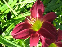 IMG_crown island_1024x768.webp
