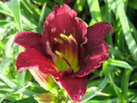 IMG_blue nil2_1024x768.webp