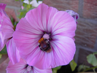 003.webp