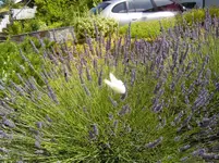 005.webp