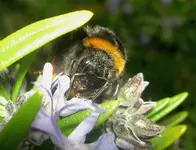 Bumblebees (1).webp