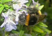 Bumblebees (2).webp