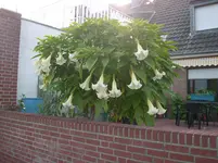 Bananen 005.webp