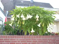 Bananen 006.webp