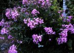 DSC00099 - 2010-07-17 - läd. phlox.jpg